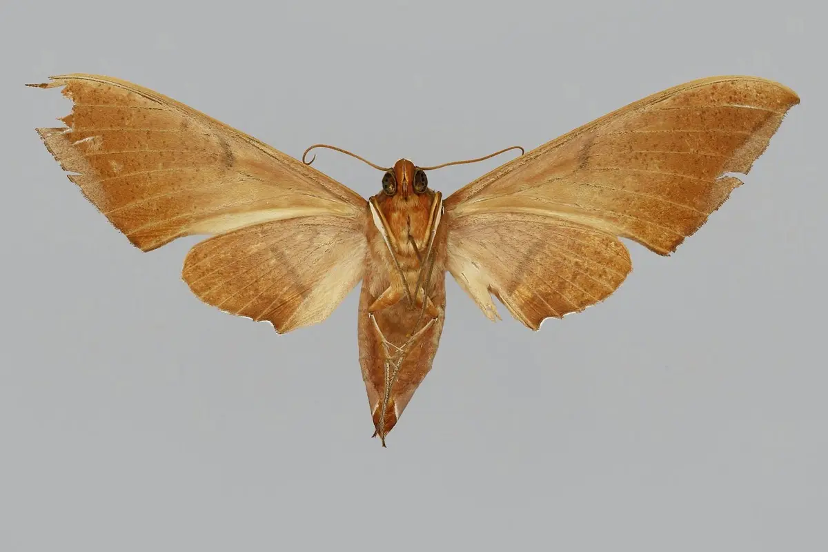 Pemandangan Morowali